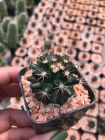 หนามพิกุล Mammillaria mammillaris