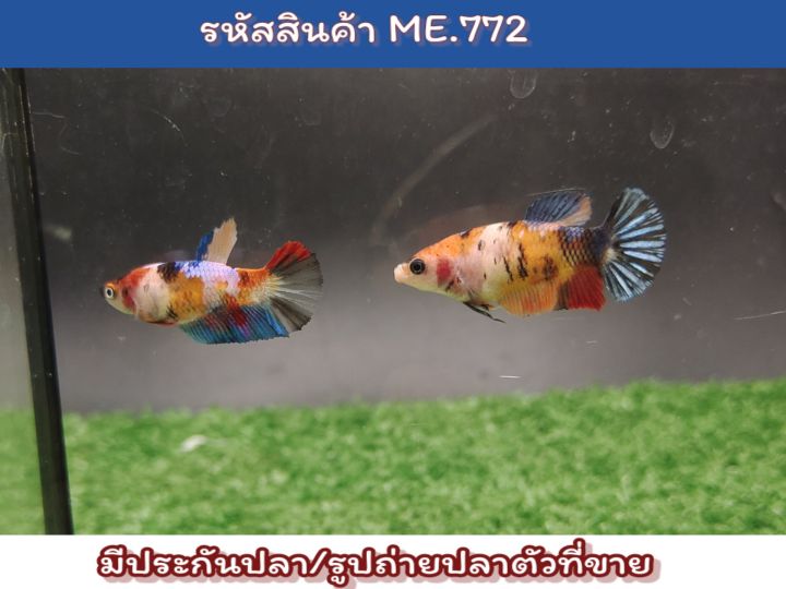 เซ็ตคู่ตัวเมีย2ตัว-นีโม่-ปลารุ่น-ขนาด1-3-1-4นิ้ว-มีไข่พร้อมรัด