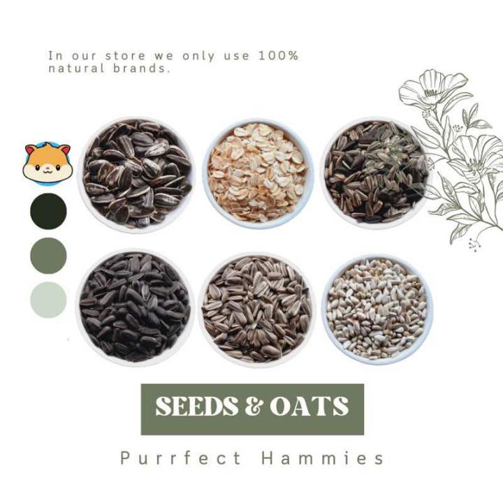 Oats for clearance guinea pigs