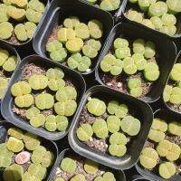 ไลทอป Lithops lesliei กระถาง2.5นิ้ว