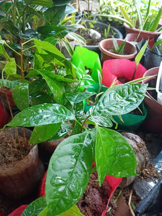 MAHOGANY TREES SEEDLING Lazada PH