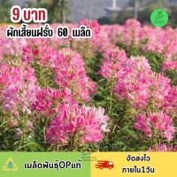 ถูกที่สุด 9 บาท เมล็ดพันธุ์ ผักเสี้ยนฝรั่ง บรรจุ 60 เมล็ด