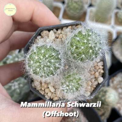 [ MAMM13 ] แมมมิลลาเรีย ชวาซิไอ (Mammillaria Schwarzii) ไม้ชำหน่อ แมมมิลาเรีย แคคตัส กระบองเพชร ต้นไม้ แมม