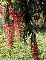 ต้นแปรงล้างขวด ดอกสีแดง (Bottle brush) เล็ก Patsorntree