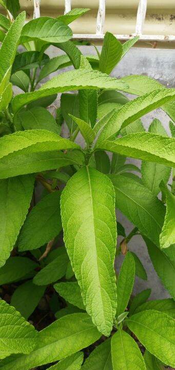 Sambong Or Blumea Balsamifera Plant And Tea Printable Wall Art