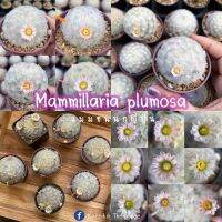 เมล็ดแมมขนนกญี่ปุ่น,M.plumosa Japan clone ชุดละ 30 เมล็ด