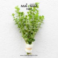 โรทาล่าเขียว - ROTALA INDICA ‘GREEN’ ต้นไม้น้ำ