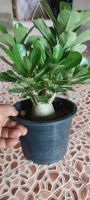 Adenium Diamond Crown/ต้นชวนชมมงกุฎทอง 1ต้น