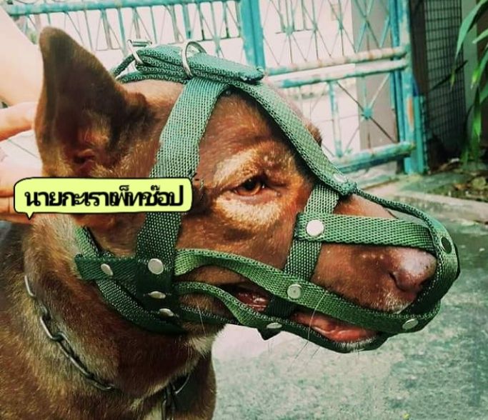 ตะกร้อครอบปากสุนัขสีเขียว-เนื้อหนา-ทนทาน-ครอบปากสุนัขกินน้ำได้