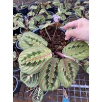 Red Maranta คล้ามารันต้าเรด กระถาง6นิ้ว ?