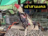 ไข่เชื้อไก่เหล่าป่าก๋อย100%จากลำพูน