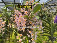 กล้วยไม้เอื้องมัจฉาชมพู ไม้เพาะเมล็ด Dendrobium farmeri Paxt. ดอกหอมออกดอกเดือนมีนาคม ไม้เมล็ด