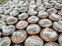 ?? รวมคริสตาต้า ?? Cristata cactus  ไม้ชำหน่อ ขนาด 4-8 ซม.ต้นกระบองเพชร ต้นแคคตัส (แคคตัส กระบองเพชร)