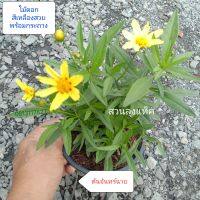 จันทร์ฉาย พระจันทร์ฉาย ต้นจันทร์ฉาย coreopsis ไม้ดอก สีเหลืองสวย ต้นจริงพร้อมดอกในกระถาง สวนลุงแท็ค