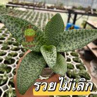 ว่านรวยไม่เลิก (Giant Squill) ไม้ประดับ ไม้มงคล จัดส่งทั้งกระถาง 1กระถาง