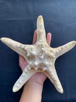 วัสดุทำหัตถกรรมปลาดาวตากแห้ง Dried starfish handicraft making materials