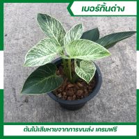 ฟิโลเดนดรอน เบอร์กิ้น (Philodendron birkin) ด่างขาวทุกต้น ต้นไม้ฟอกอากาศ