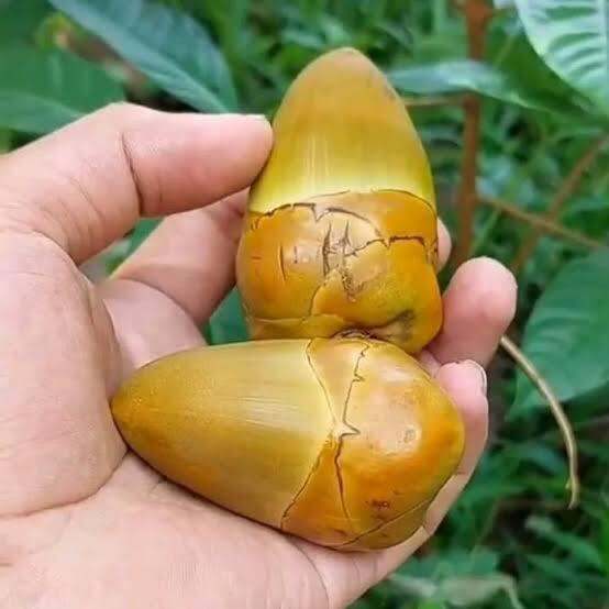 Beluluk Kelapa 10buah Lazada Indonesia