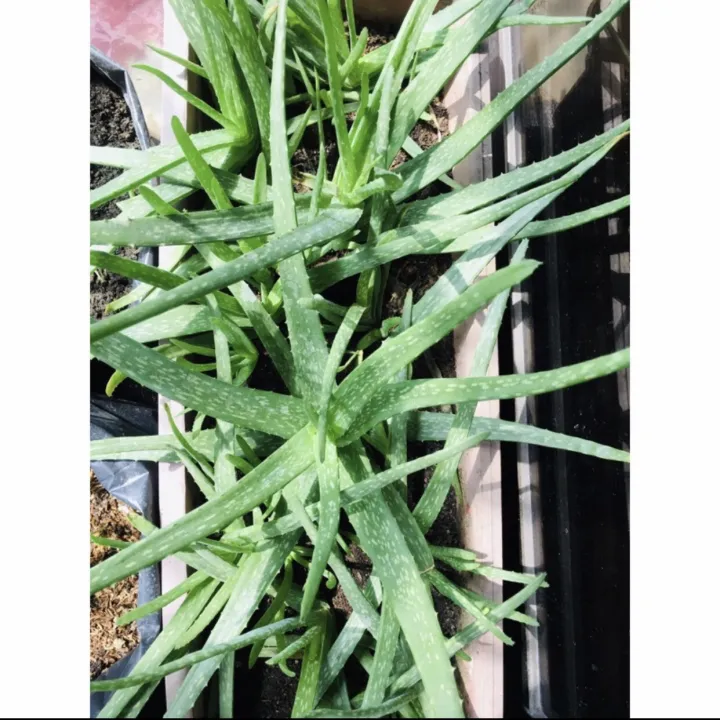 Aloe vera uprooted 5pcs. Uprooted Lazada PH