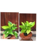 พลูด่าง Epipremnum aureum golden pothos?พลูทองด่าง ราชินีสีทอง Epipremnum aureum neon pothos ไม้ฟอกอากาศ ดูดซับสารผิด ไม้มงคล