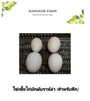 ไข่เชื้อไก่ยักษ์บราห์ม่า (สำหรับฟัก) ราคาต่อ 4ใบ