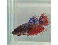 กัดคราวเทลเพศเมียเมีย พร้อมรัด 2ชิ้น คละสี(female crowntail) พร้อมส่ง by AquaticGo