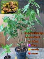 ต้นมะเดื่อฝรั่งลองดุ้ท ติดผลแล้วส่งทั้งกระถาง12นิ้ว/longue d’aout figs tree big size with 12”pot