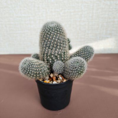 &nbsp;รีบูเทีย (Rebutia) ดอกสีชมพู ขนาด 8-10 cm.