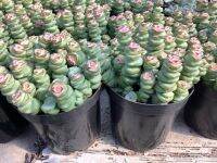 ต้นหนอนสปริง หนอนสปริง Crassula Rupestris Marnieriana ไม้อวบน้ำ กุหลาบหิน คราสซูล่า แครสซูล่า กอใหญ่เต็มกระถาง