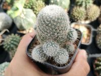 แมมเข็มเงินฟอร์มกอ Mammillaria geminispina แคคตัส กระบองเพชร cactus&amp;succulent