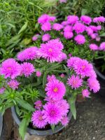 ต้นมาร์กาเร็ต 3 สี Marguerite (Argyranthemum frutescens (L.) กระถาง 8 นิ้ว