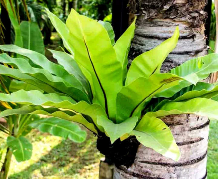 Paku Sarang Burung Daun Hijau Tumbuh di Pohon