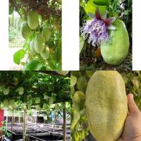 เมล็ดพันธุ์ เสาวรสยักษ์ แตงสา สุคนธรส ( Giant Passion Fruit Seed, Giant Granadilla ) บรรจุ 5 เมล็ด