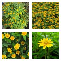 เมล็ดพันธุ์ ดอกกระดุมทอง (Singapore Daisy seed) บรรจุ 20 เมล็ด