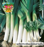 เมล็ดกระเทียมญี่ปุ่น ทานต้น 100เมล็ด เมล็ดพันธุ์แท้นำเข้า ลำต้นและใบอวบใหญ่ ทานได้ทั้งสดและนำมาทำอาหาร