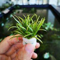 หญ้าซากิททาเรีย ไม่ต้องการ co2 ใบน้ำ 100% - SAGITTARIA SUBULATA ต้นไม้น้ำ