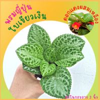 พรมญี่ปุ่น ดอกสีแดงผสมเหลือง ใบสีเขียวเงิน พันธุ์ใบใหญ่ (กระถาง 3 นิ้ว)ปลูกง่ายมาก โตไว  ค่าส่งถูก