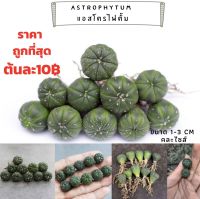 จัดโปร ? แอสโตรไฟตั้ม ขนาด 1-3cm Astro astrophytum ไม้เมล็ดคัดสวยทุกต้น กระบองเพชร แคคตัส ไม้อวบน้ำ *คละไซส์