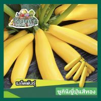 5แถม1เมล็ดพันธุ์ซูกินี ญี่ปุ่น สีทอง 10เมล็ด เมล็ดพันธุ์ซูกิชินีญี่ปุ่นแท้ ทานสดได้ เมล็ดพันธุ์ผักสวนครัว เมล็ดพันธุ์ผักต่างประเทศ ปลูกง่าย ผลดก