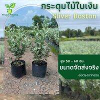 ต้นกระดุมไม้ใบเงิน Silver Boston สูง 50-60ซม. Silver Leaved Buttonwood (ถุงชำขนาด 7 นิ้ว) ไม้ประดับใบเงิน กระดุมไม้ใบเงิน ห่อตุ้มส่ง