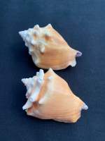 Golden Fist Conch Shell หอยสังข์กำปั้นทอง jin quan