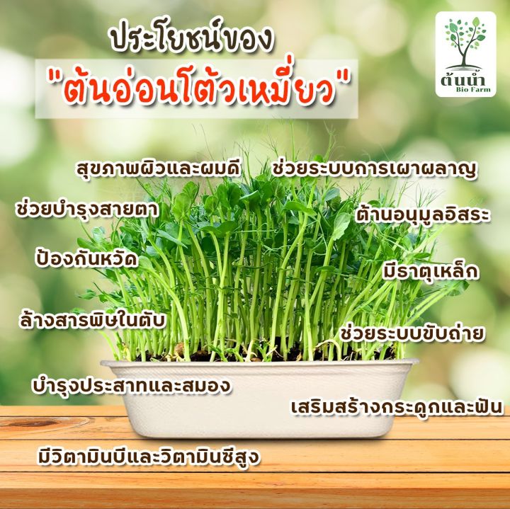 ชุดปลูกต้นอ่อนโต้วเหมี่ยว-เมล็ดเพาะงอก-เมล็ดพันธุ์ผัก-พร้อมปลูก-organic-100