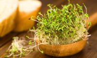 เมล็ด อัลฟาฟ่า (Alfalfa Sprouts Seed) เพาะต้นอ่อน อัลฟาฟ่า จำนวน 300 เมล็ด