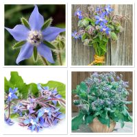 เมล็ดพันธุ์ โบราจ (ดอกใบกินได้) (Borage Seed) บรรจุ 100 เมล็ด