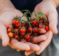 เมล็ดพันธุ์มะเขือเทศเชอร์รี่ แมท ไวลด์ (Matts Wild Cherry Tomato Seed) บรรจุ 25 เมล็ด ของแท้ คุณภาพดี ราคาถูก นำเข้าจากต่างประเทศ