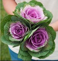 เมล็ดพันธุ์ ปูเล่ ประดับ พิงค์เครน (Pink Crane Flowering Cabbage Seeds) บรรจุ 5 เมล็ด ของแท้ คุณภาพดี