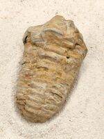 ? ฟอสซิล ไตรโลไบต์ ขนาด 78 กรัม ของเเท้
( Trilobite Fossil ) 
ค่อนข้างสมบูรณ์ เหมาะเเก่การสะสม หรือเป็นตัวอย่างเพื่อการศึกษา / แหล่ง Morocco