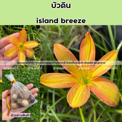 บัวดิน island breeze 5หัว