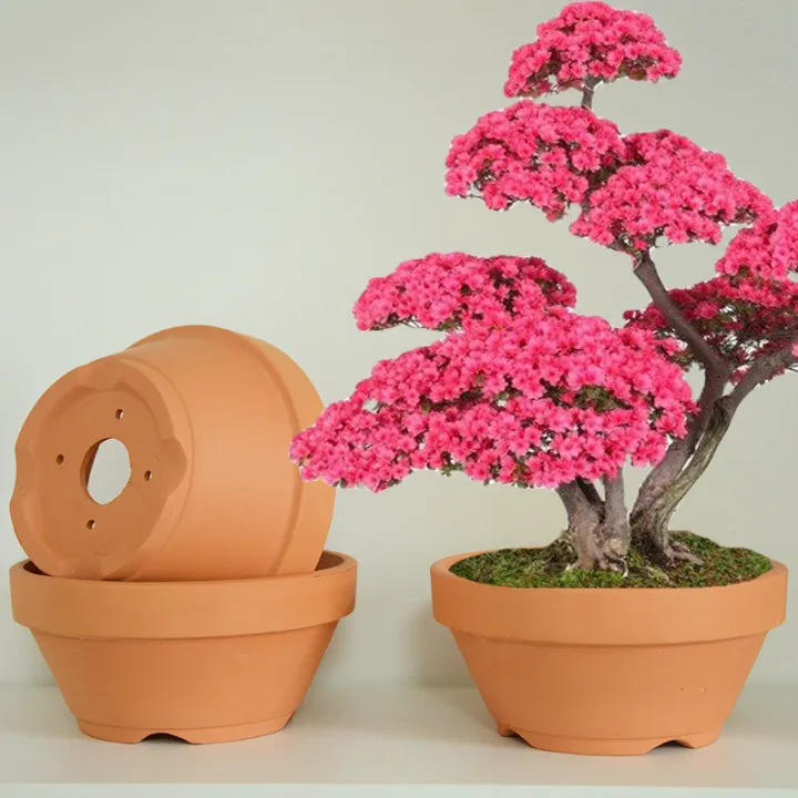 JapaneseStyle Yanyue Azalea Pot Japanese Bonsai Shape Red Maple