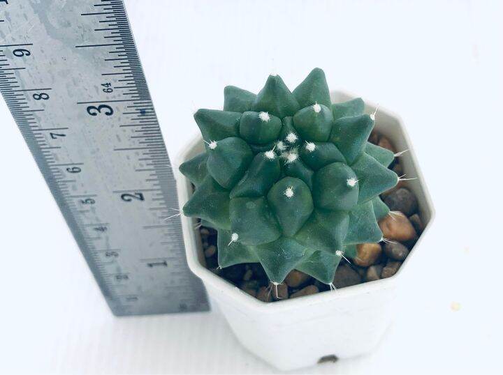 กระบองเพชร-แคคตัส-แมมอิรุซามุ-mammillaria-erusamu